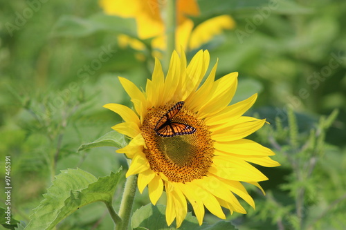 Monarch on sunflower #97465391