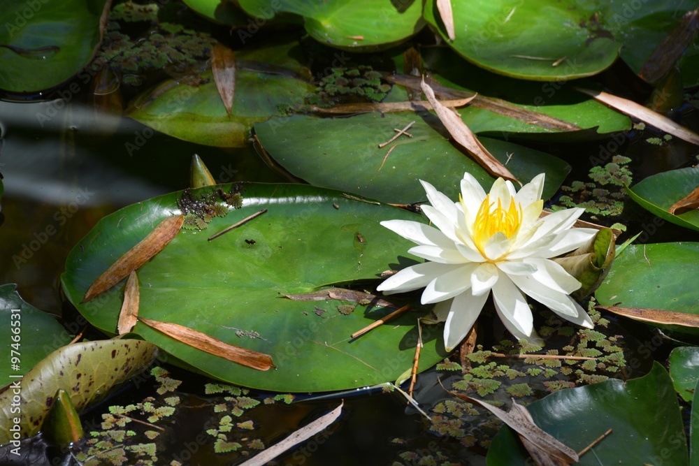 White Lily Pond White Lily Pond