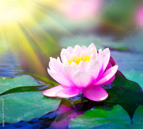 Water lily closeup in a pond. Lotus flower