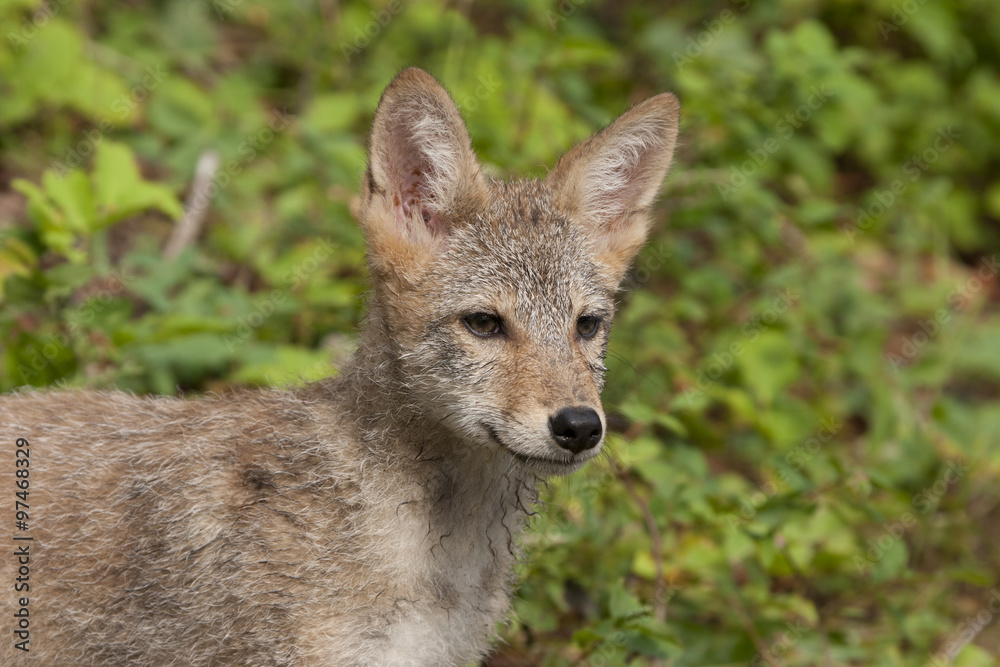 Coyote Head Shot Coyote Head Shot