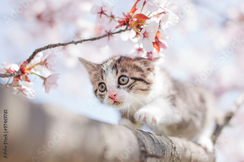 子猫と桜 photo