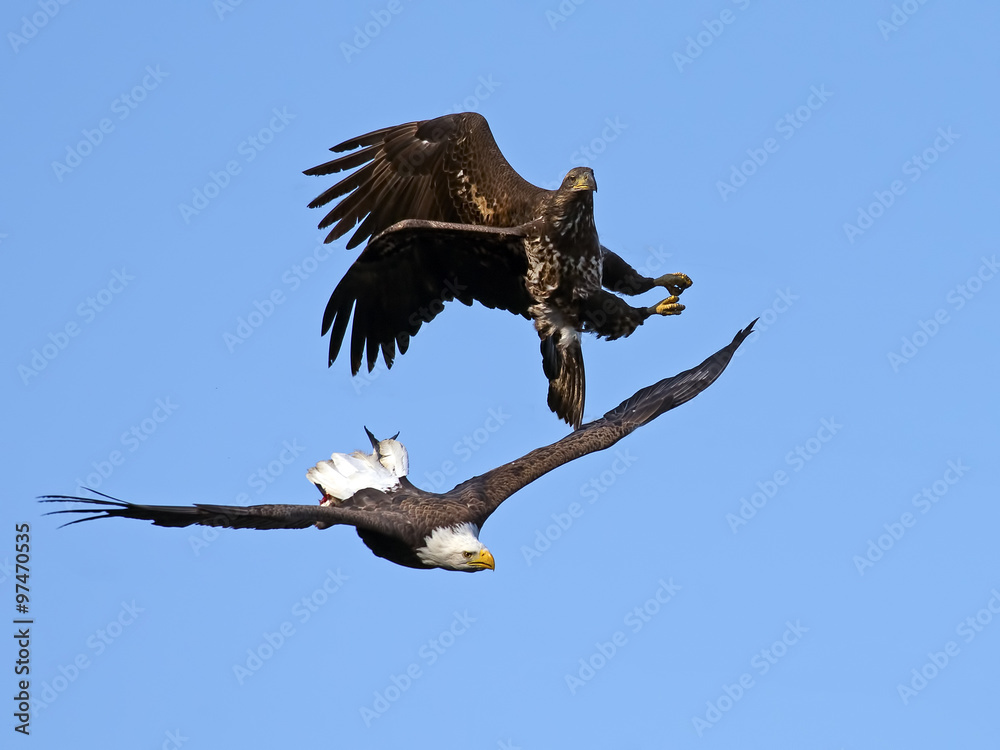 Fototapeta premium Bald Eagle Battle