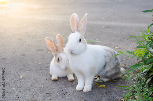 Two rabbits on the road © joloei