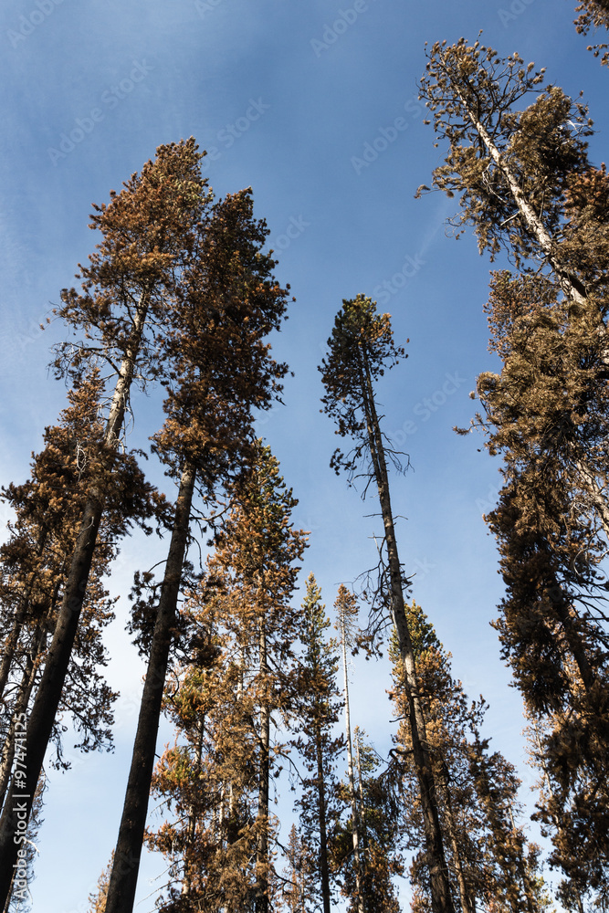 Obraz premium the forest after a wild fire