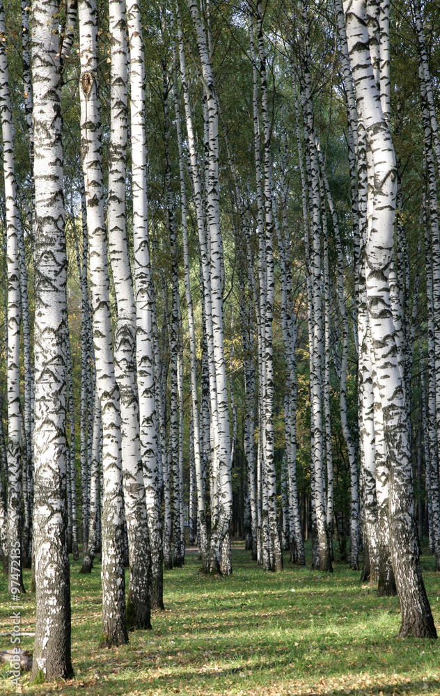 Autumn birches in the evening sunlight Autumn birches in the evening sunlight