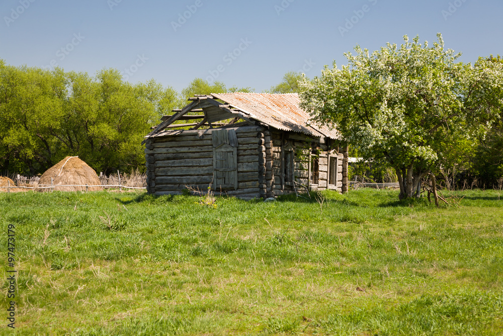 apple blossoms near the old ruined house apple blossoms near the old ruined house