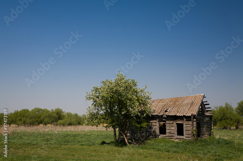 apple blossoms near the old ruined house