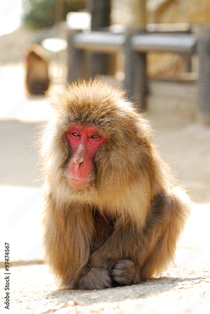 Naklejka premium 淡路島モンキーセンターの猿