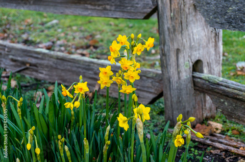 Miniature yellow daffodils in the garden