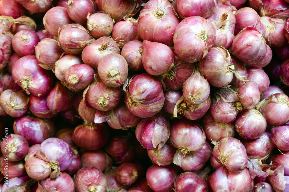 Shallot Onion