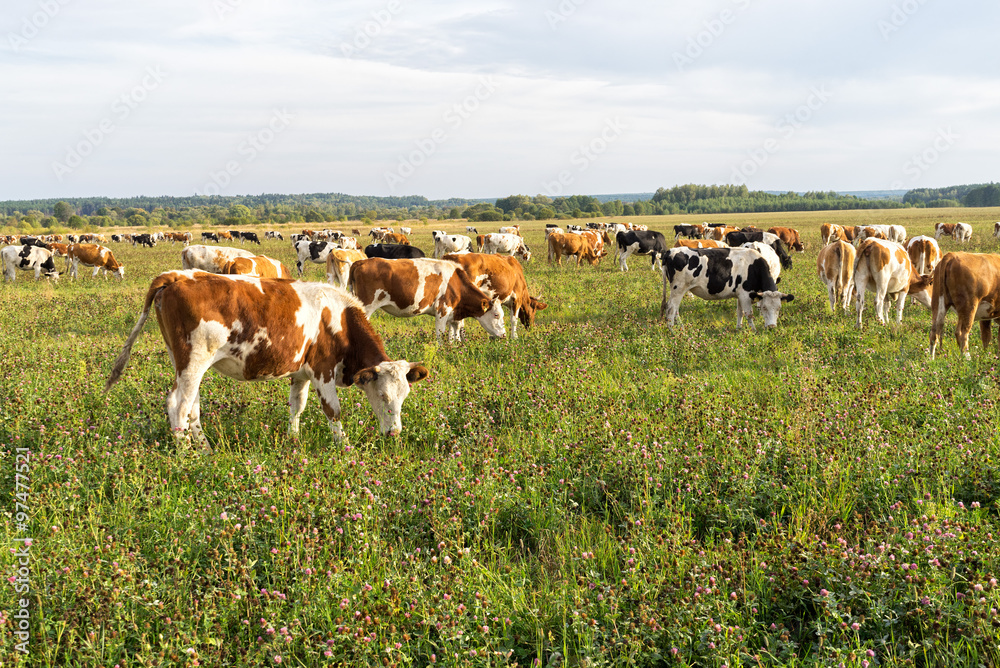 Herd of skewbald cows grazing on sunny meadow
