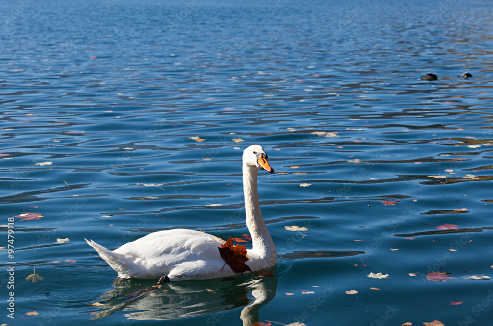Fototapeta premium White swan on lake Bled