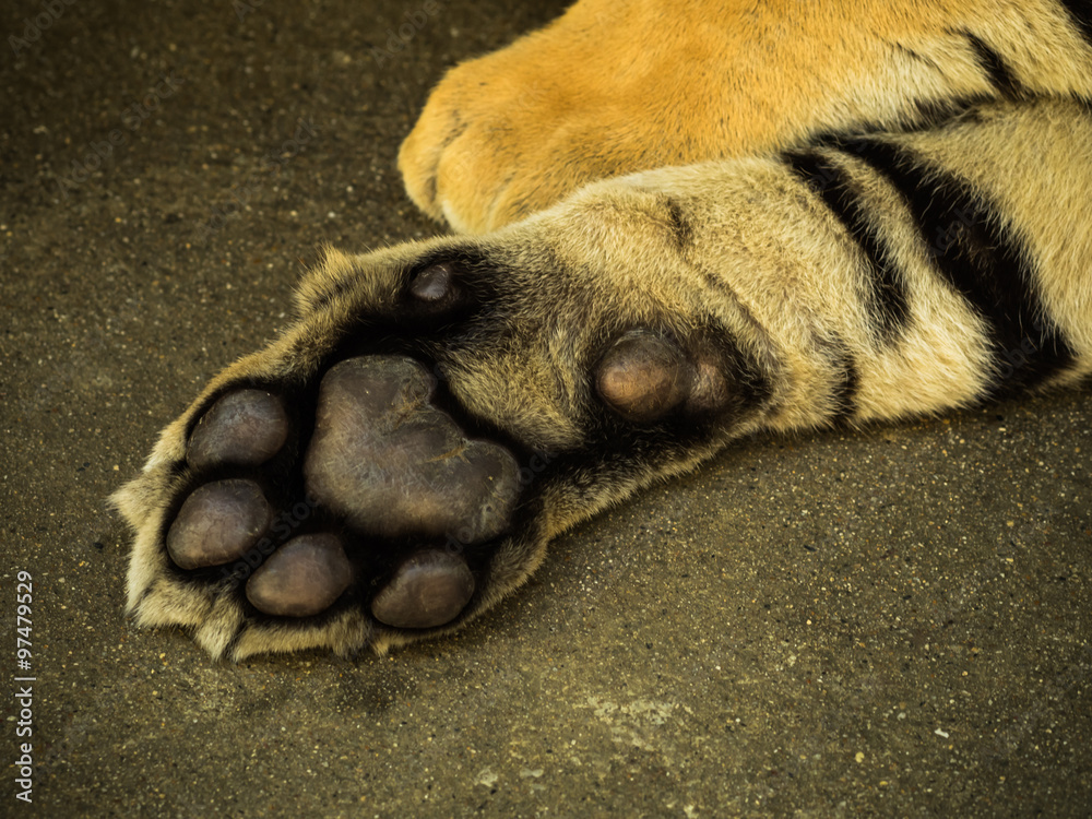 Fototapeta premium foot of Siberian Tiger