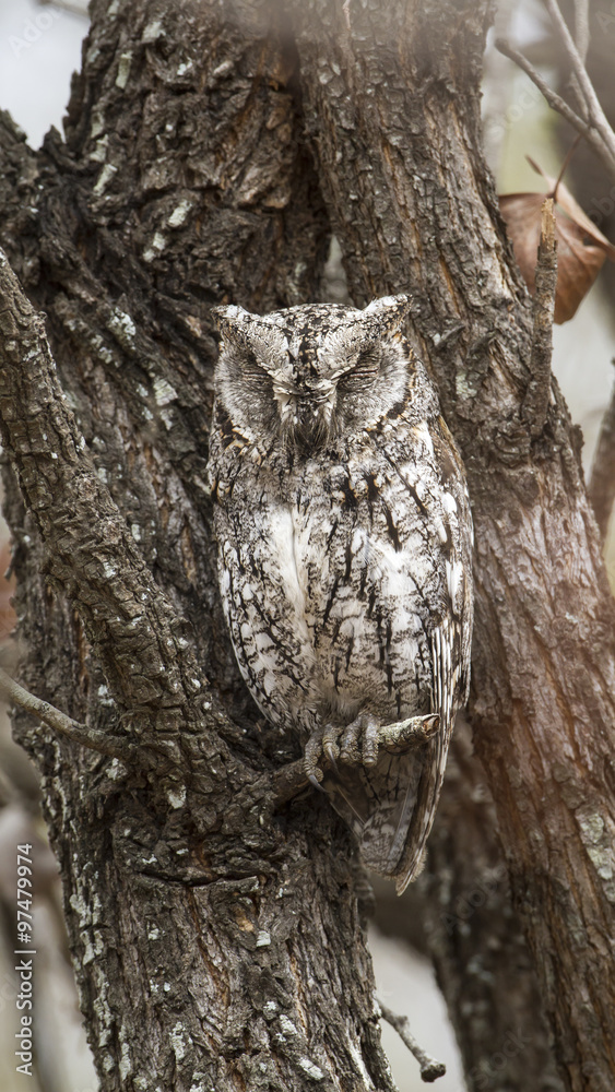 Fototapeta premium African Scops-Owl in Kruger National park