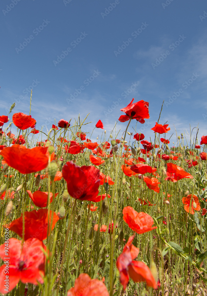 Obraz premium Des coquelicots au vent