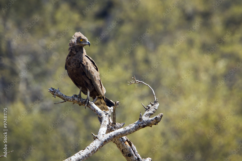 Brown snake-eagle in Kruger National park Brown snake-eagle in Kruger National park