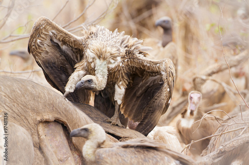 Cape vulture in Kruger National park