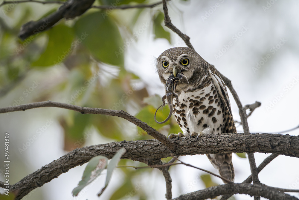 African barred owlet in Kruger National park African barred owlet in Kruger National park