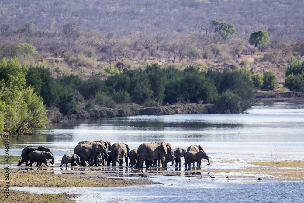 African bush elephant in Kruger National park African bush elephant in Kruger National park