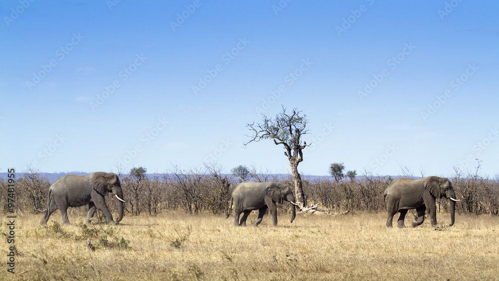 African bush elephant in Kruger National park African bush elephant in Kruger National park