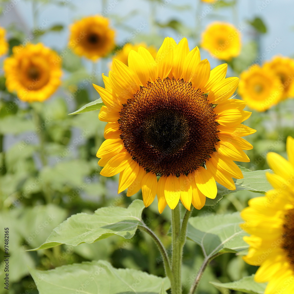Obraz premium Sunflowers
