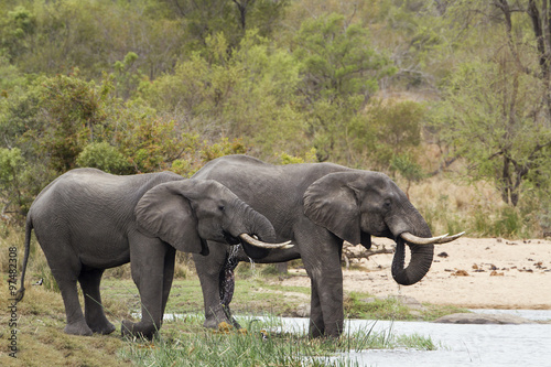 African bush elephant in Kruger National park