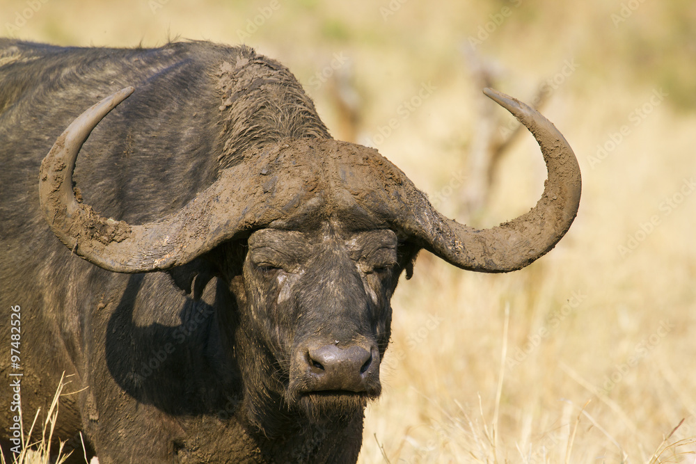 African buffalo in Kruger National park African buffalo in Kruger National park