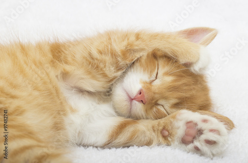 cute kitten sleep