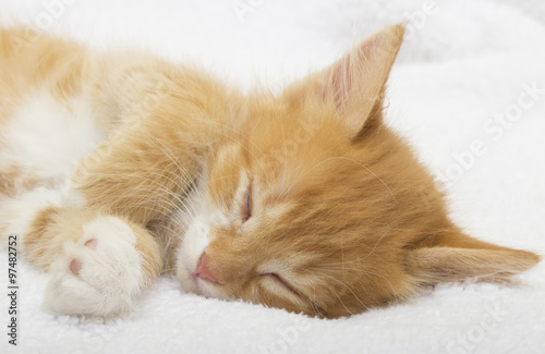 Lovely kitten sleep