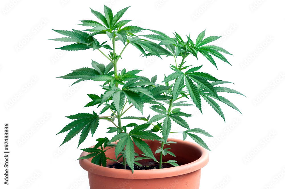cannabis plant cannabis plant