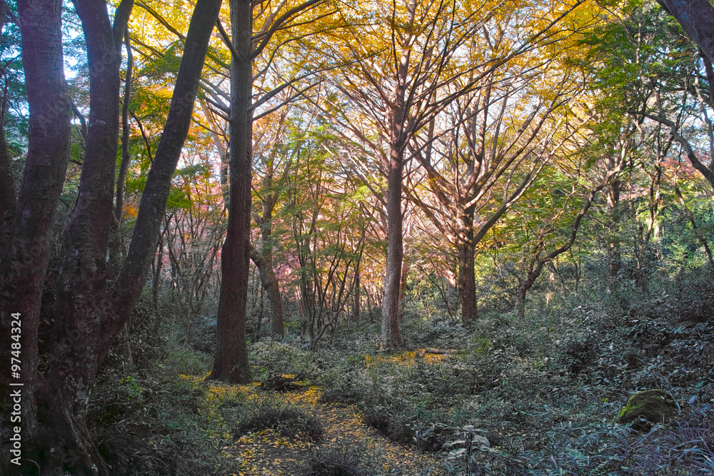 鎌倉市の獅子舞渓谷の紅葉
鎌倉市の獅子舞渓谷の紅葉