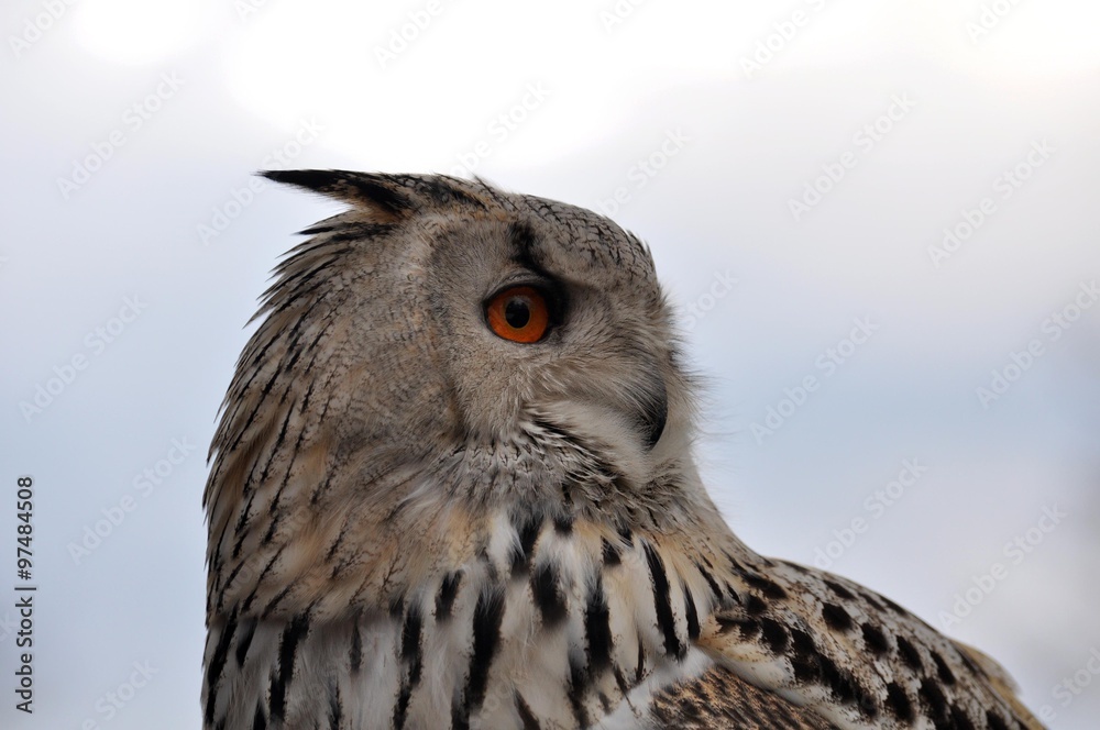 Fototapeta premium Uhu