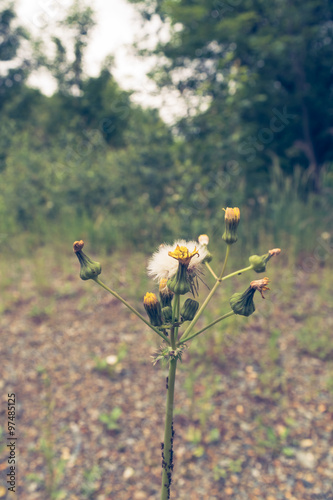 little rising dandelion