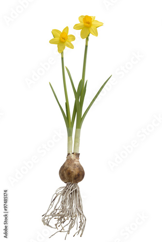 Fototapeta Naklejka Na Ścianę i Meble -  daffodils with bulb on vintage background