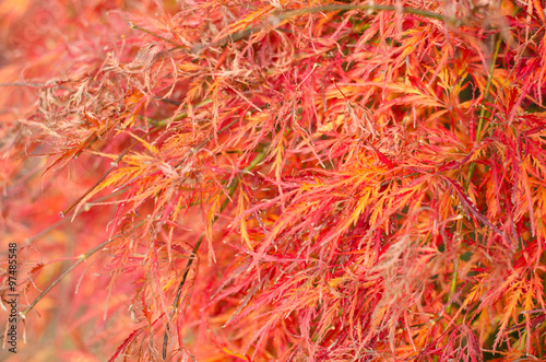 japanese maple leaves background