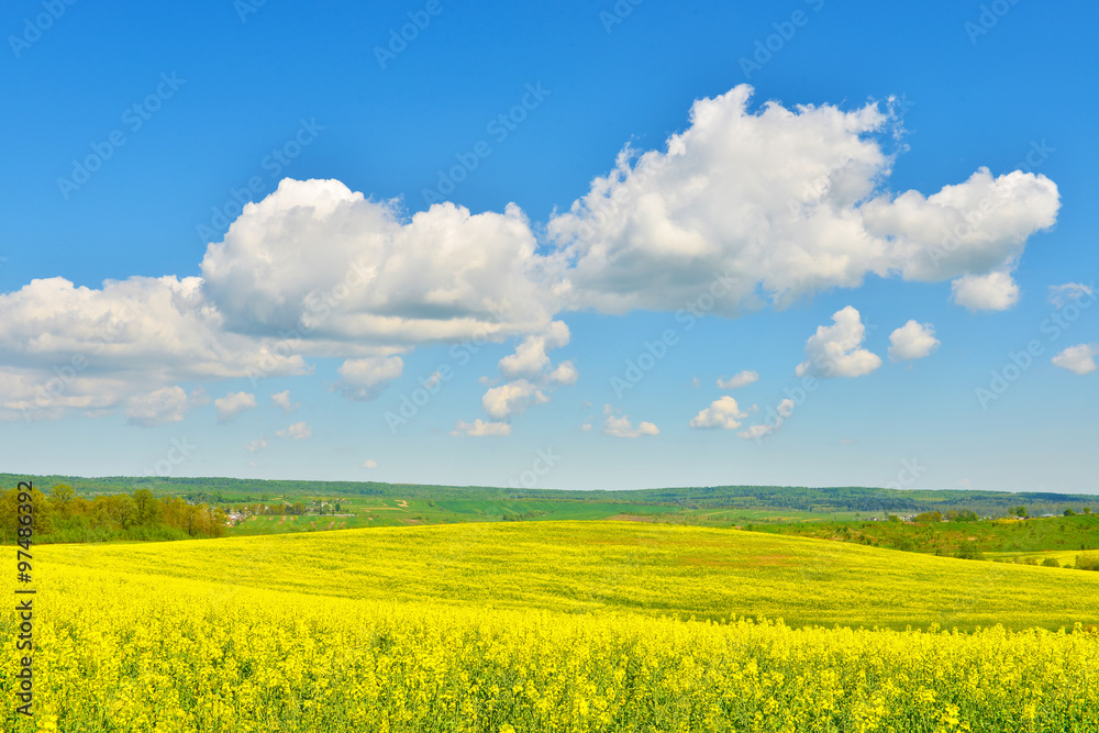 Rape field