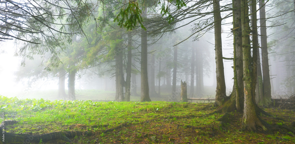 Forest Forest
