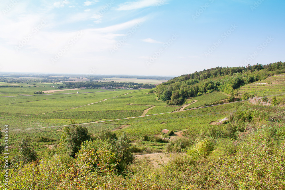 Vignoble dans la région de Beaune, Côte d'Or, Bourgogne, France