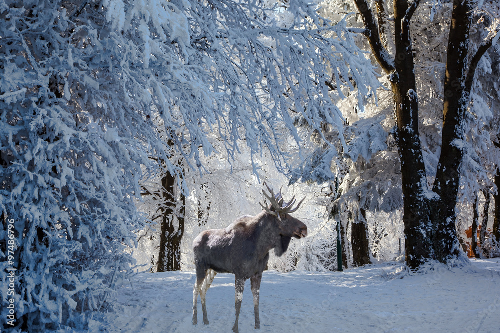Naklejka premium Magnificent Moose went for walk