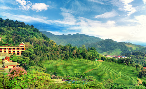 Tea Plantation at Doi Mae Salong in Chiang Rai, Thailand