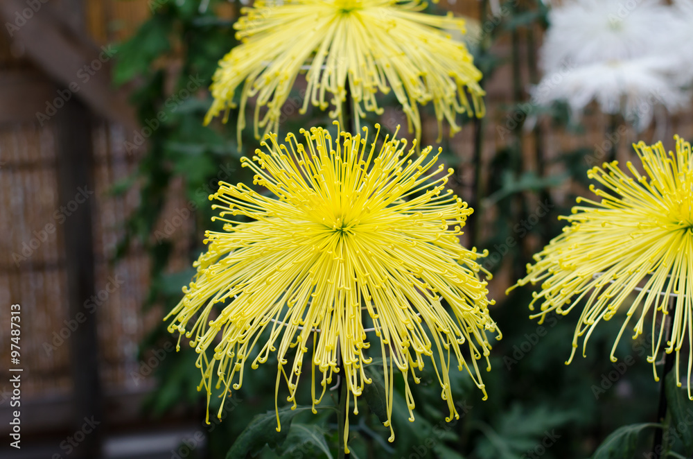 Japanese chrysanthemums on display at the Naritasan Shin shoji t