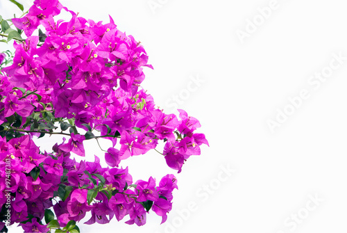 Pink bougainvilleas isolated on white background.