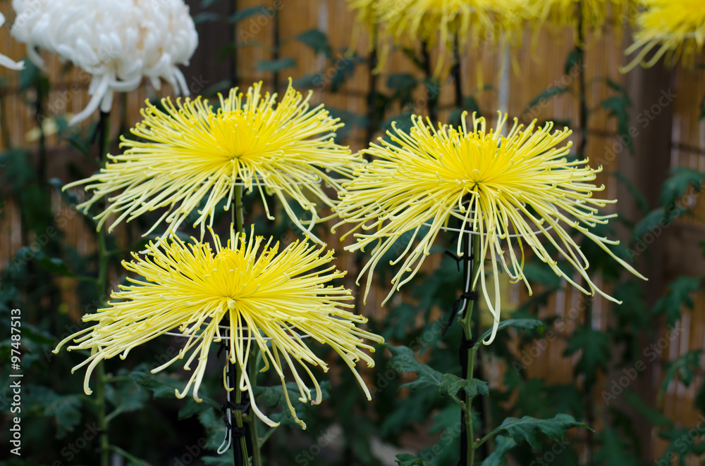 Japanese chrysanthemums on display at the Naritasan Shin shoji t Japanese chrysanthemums on display at the Naritasan Shin shoji t