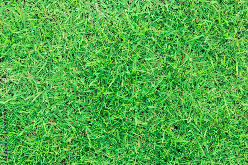 Closeup green grass Closeup green grass