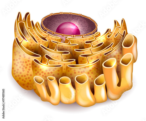 Cell Nucleus and Endoplasmic reticulum