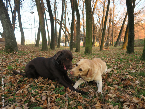 Two labrador retriever dogs biting branch