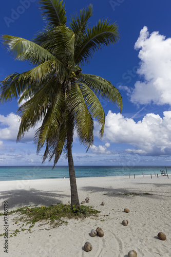 Varadero Strand Palmen