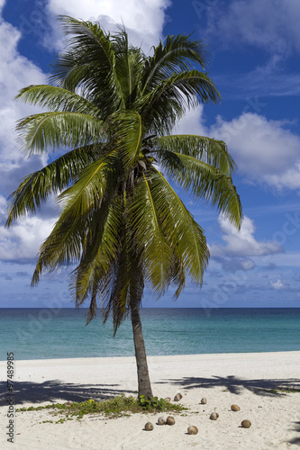 Varadero Strand Palmen