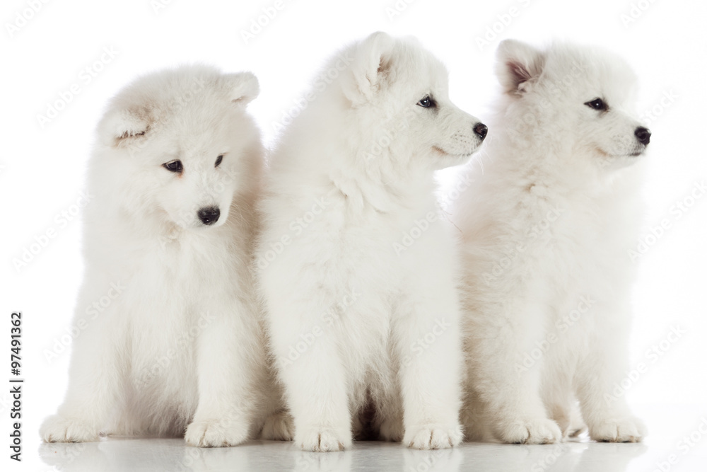 three samoyed puppies isolated on the white background. funny pu three samoyed puppies isolated on the white background. funny pu