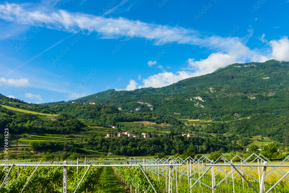 Panorama of vineyards.  view of grape plantation.  Vineyards lan